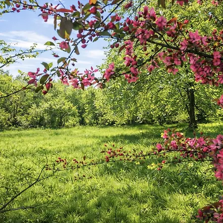 Pomme D'happy Autheux
