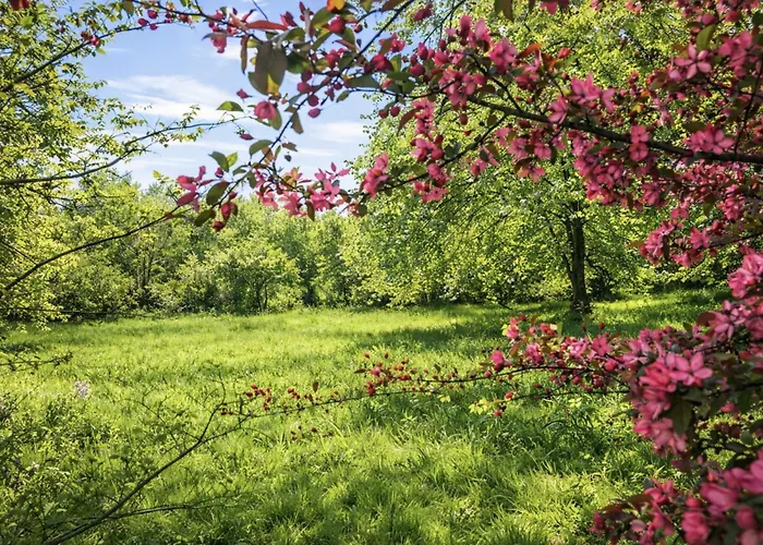 Pomme D'happy Autheux